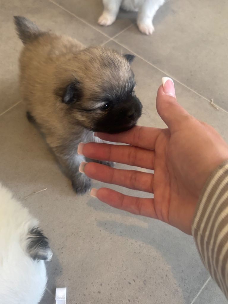 Pomeranian puppy's 