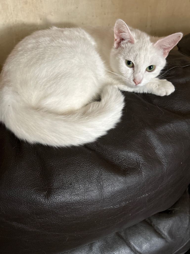 Kittens for sale 