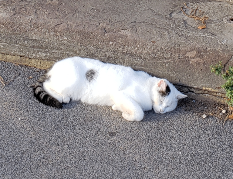 FOUND CAT – Weston-super-Mare, BS23 2BS