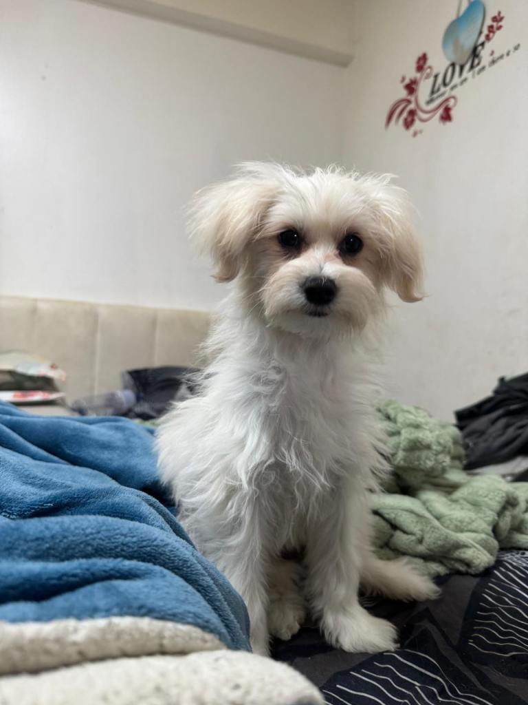 Maltese mix Havanese 