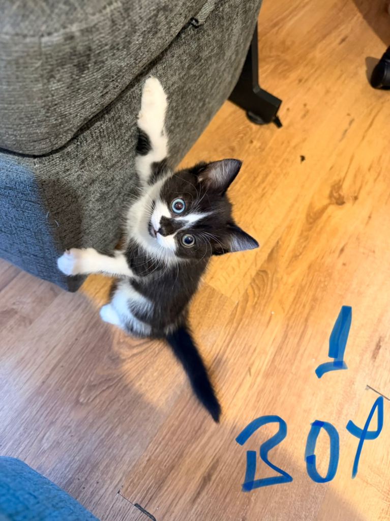 Kitten for sale