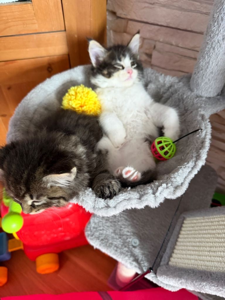 Pure breed Maine Coon Kittens