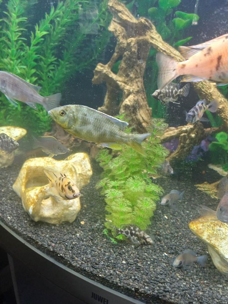 Peacock cichlids