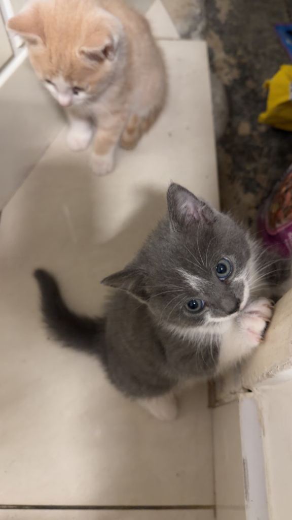 kittens for sale 