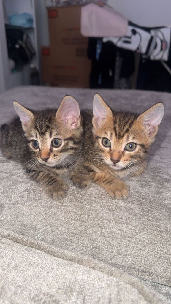 Bengal kittens