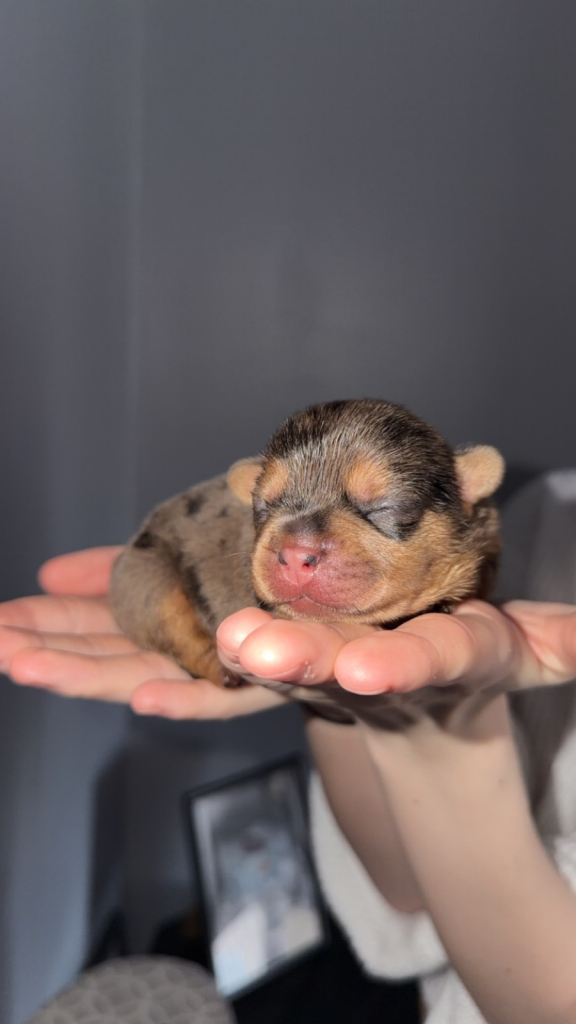 Frenchie cross daschund pups 