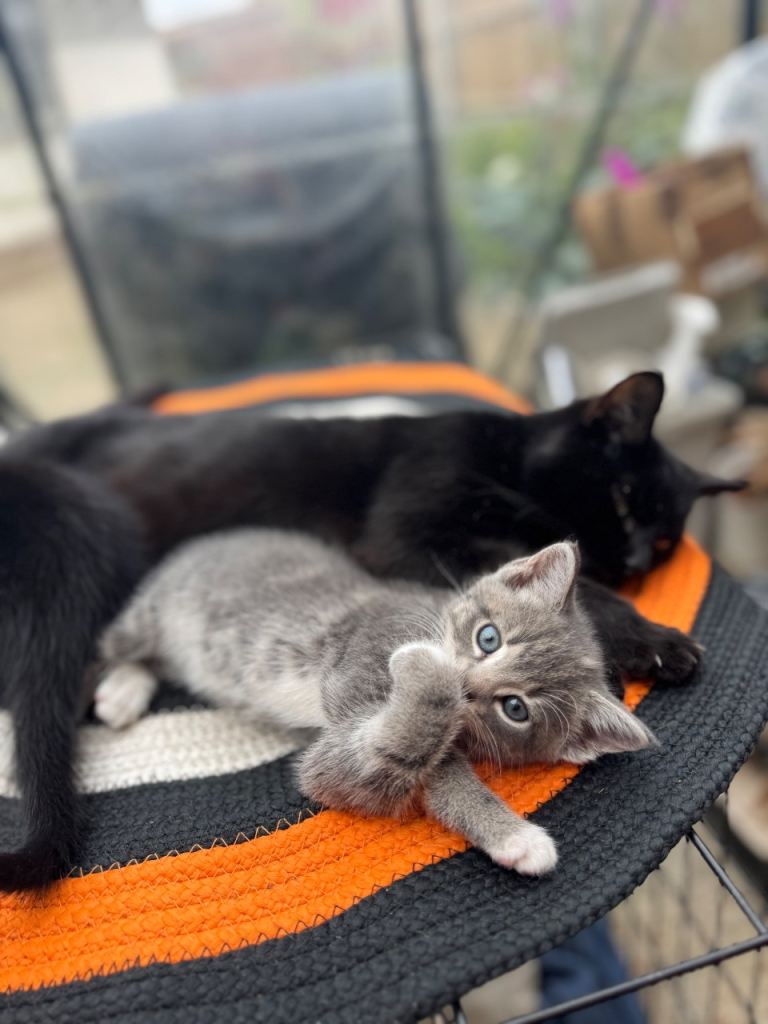 Kittens