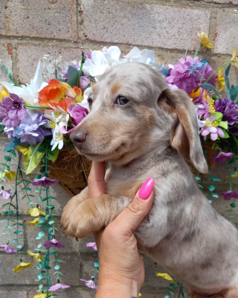 Miniature dachshund puppies 
