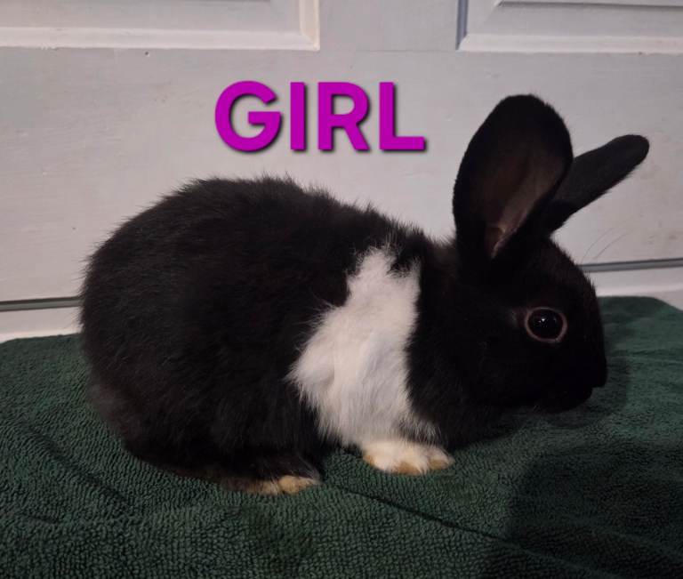 HAND REARED BABY RABBITS!!! VIEW ALL PICTURES!!