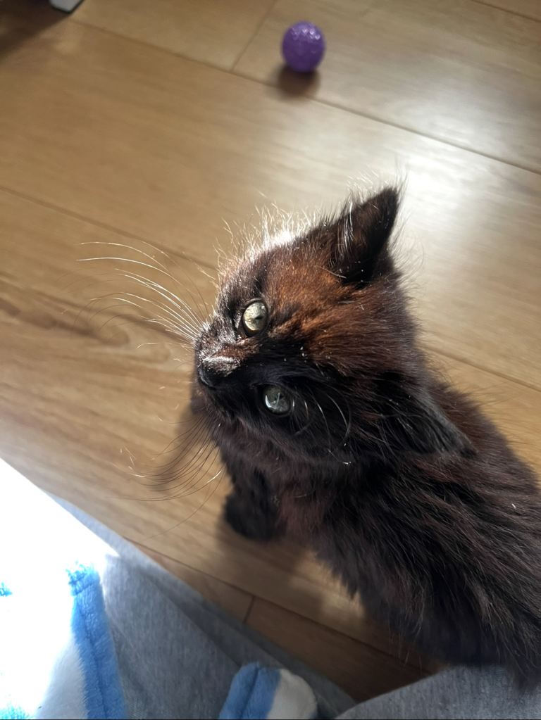 Ragdoll mix kitten - indoor home needed 