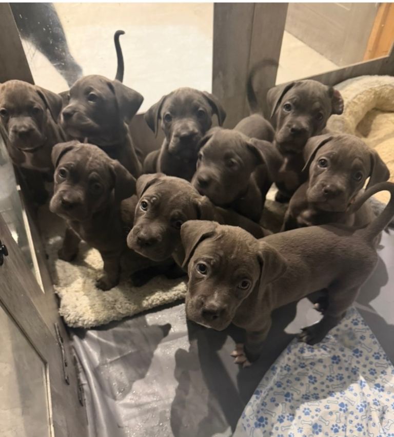Cane Corso puppies reduced £900
