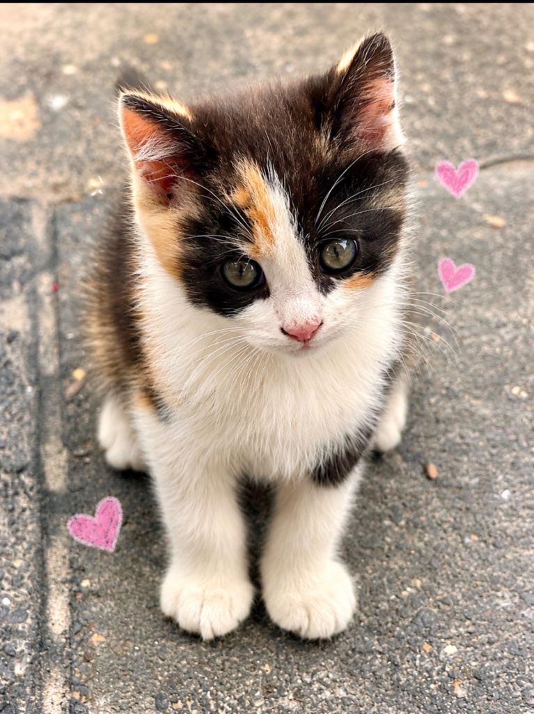 Baby kittens 