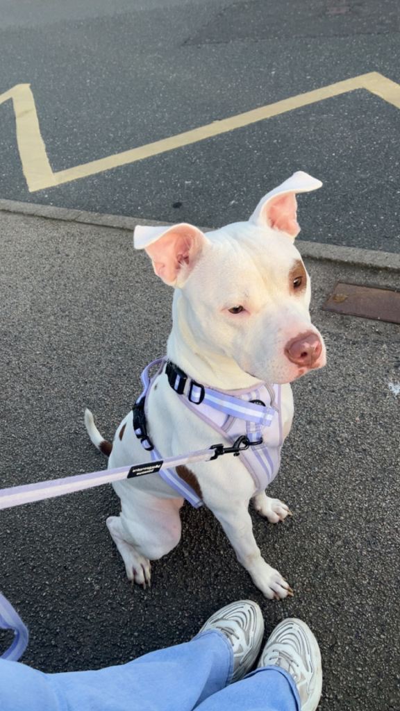 Staffy cross 