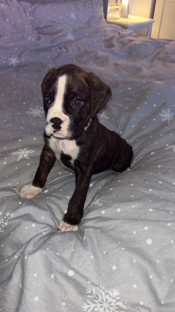Kc registered boxer puppies 