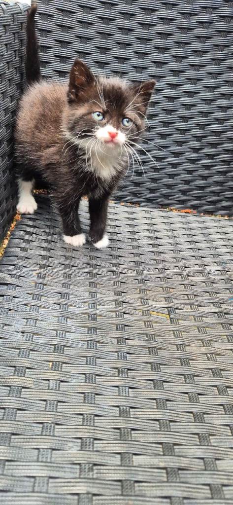 Kitten