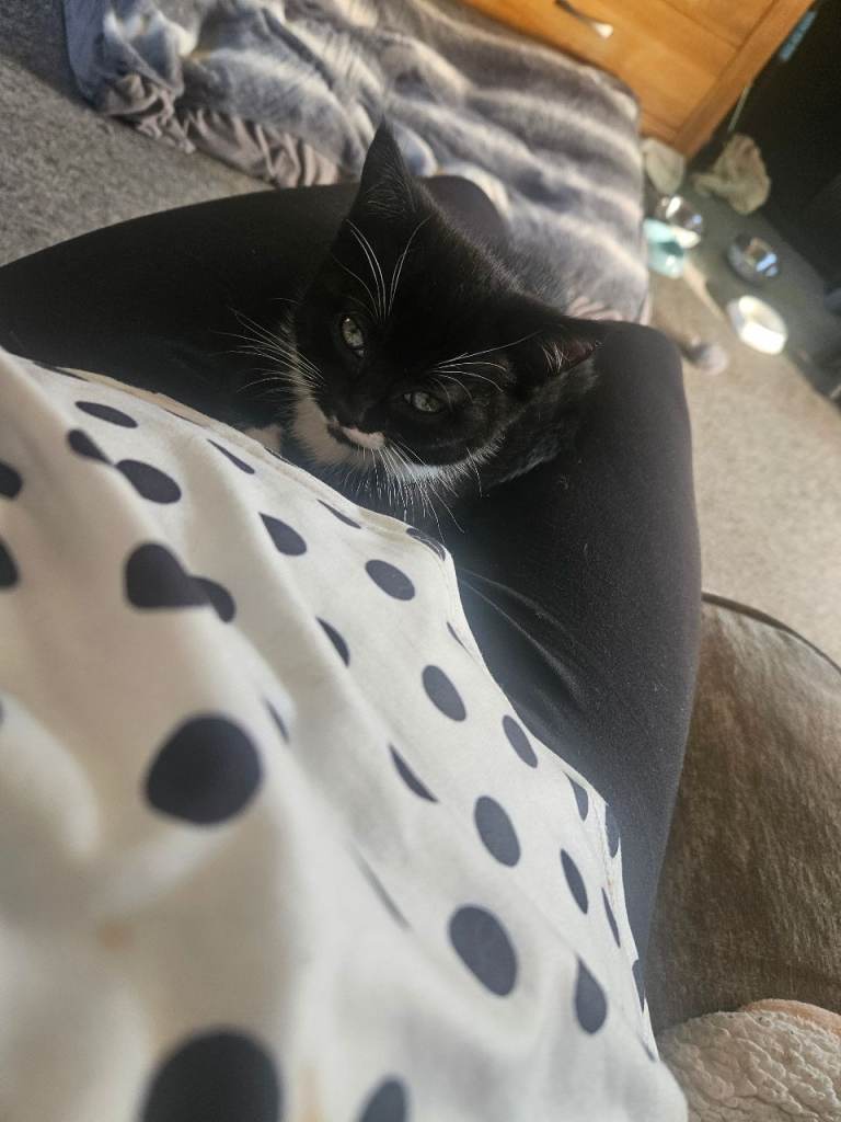 Kittens
