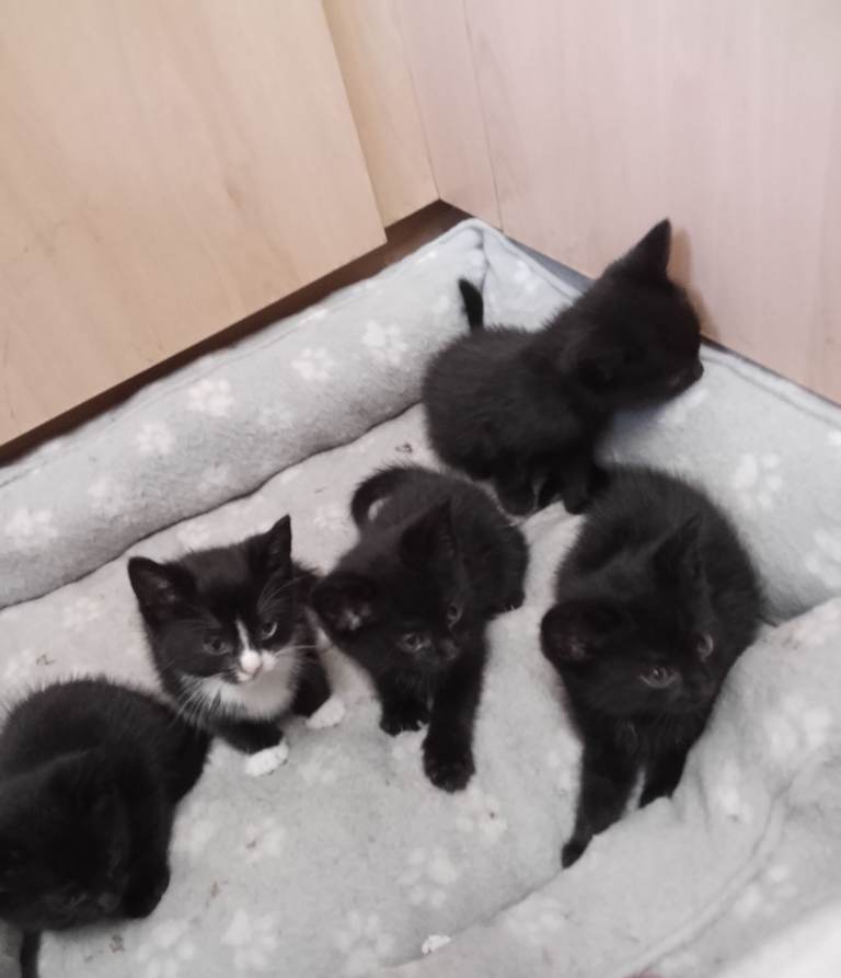 Kittens 