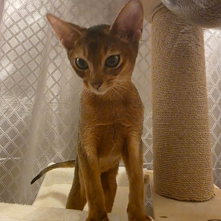 Abyssinian kitten for sale 