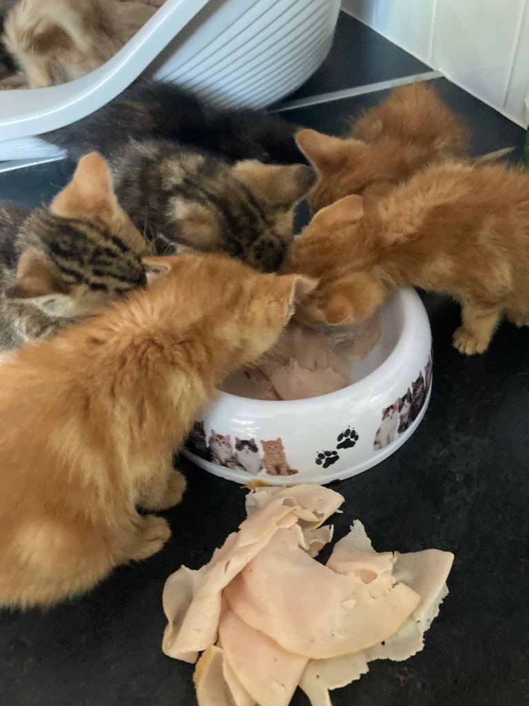 8 kittens ginger and tabby 