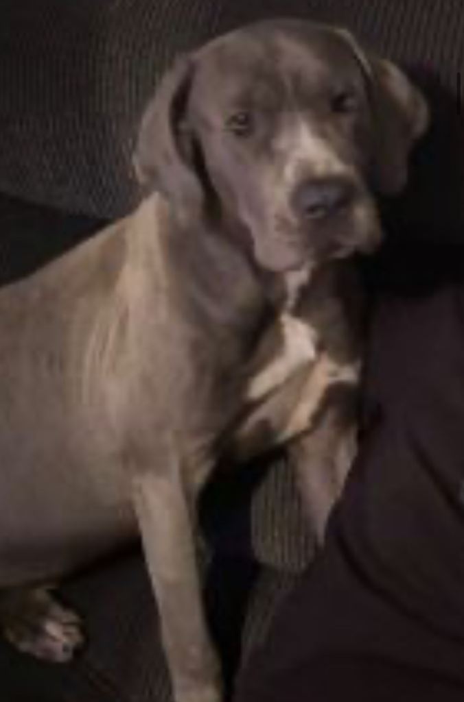 2 canecorso x boerboels