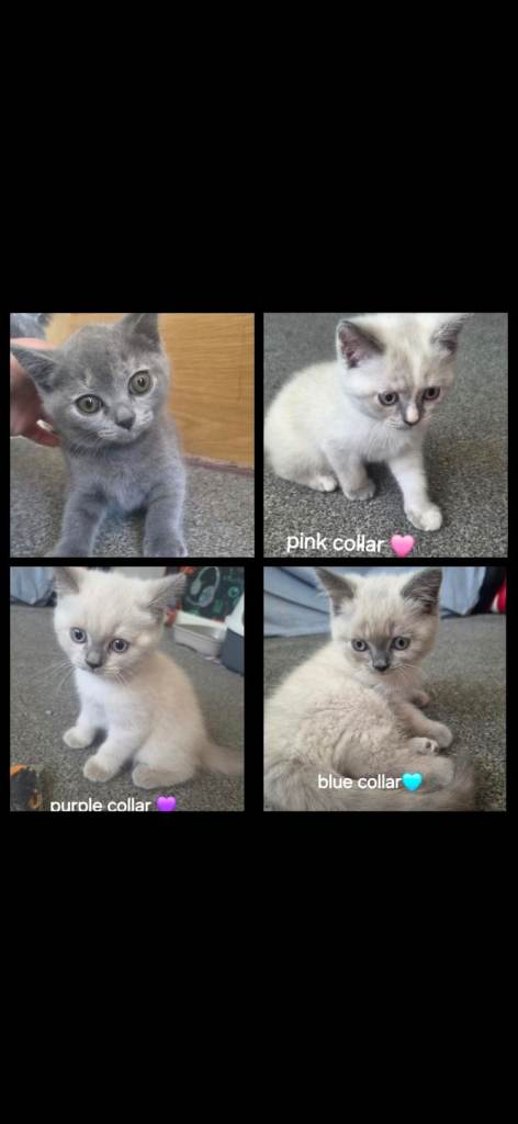 British short hair kittens
