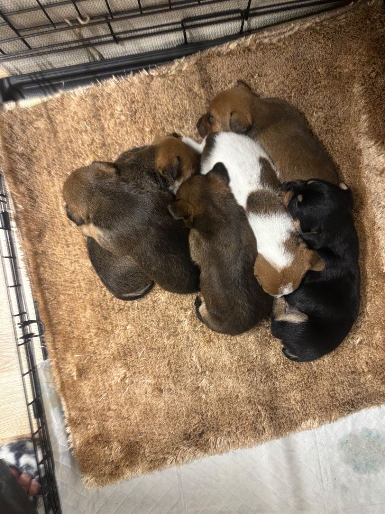 Jack Russell puppies 