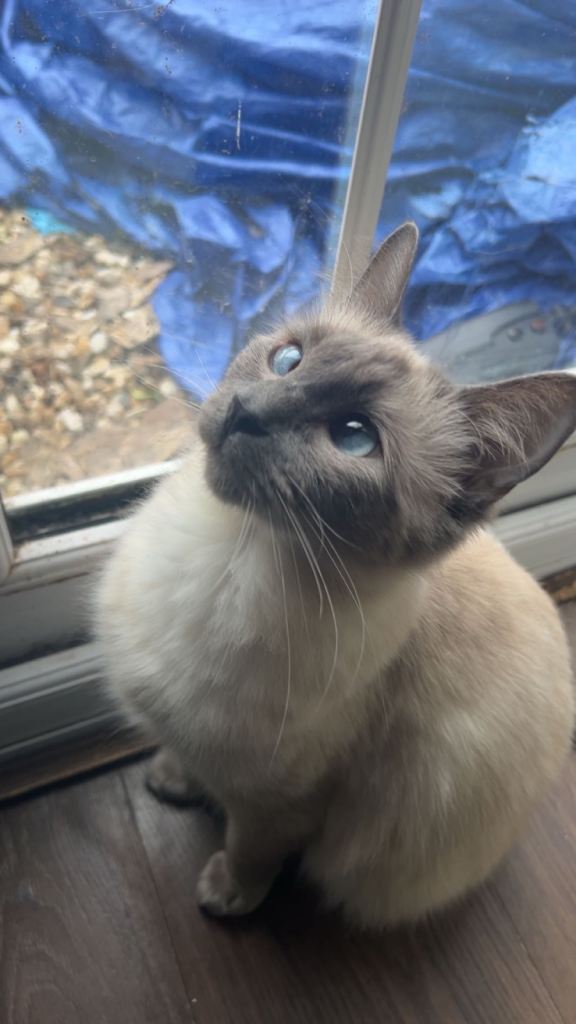 Beautiful kittens
