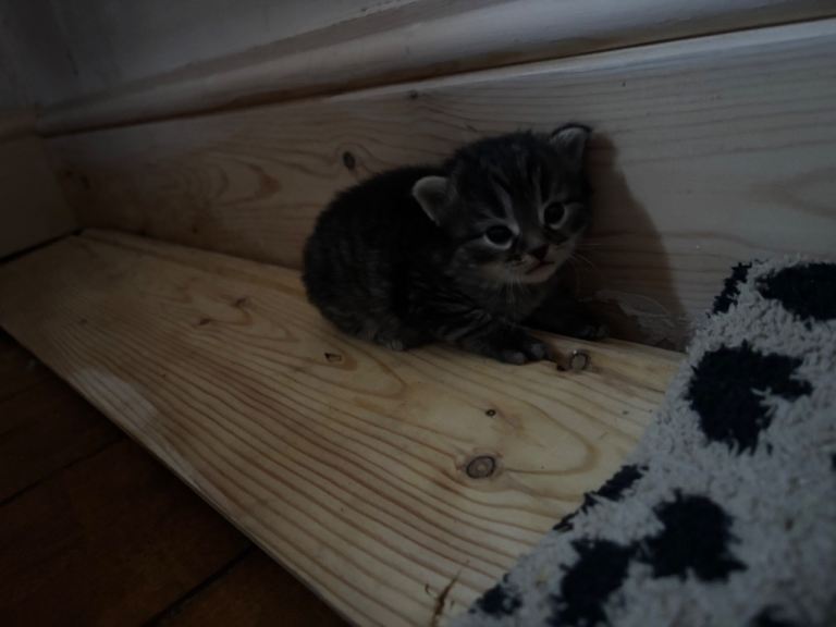 Fluffy mixed breed kittens 