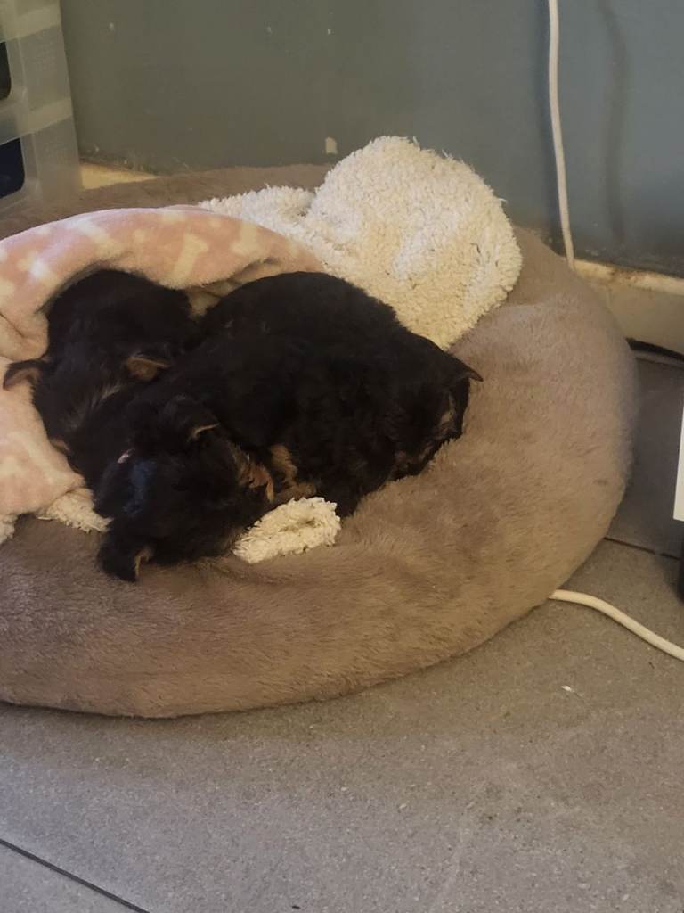 3 Yorkshire terrier puppies 8 weeks old ready to leave now 1st vaccines done