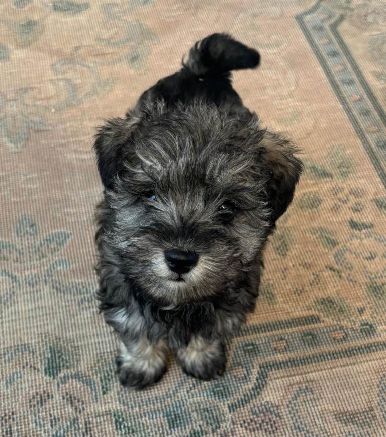 Full breed Schnauzer pups