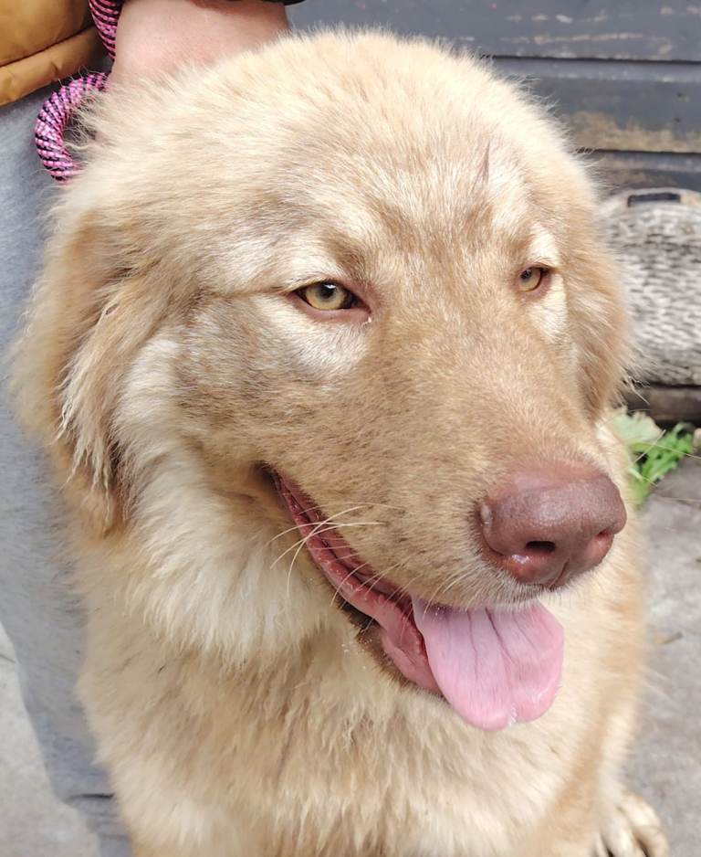 Russiann Caucasian shepard