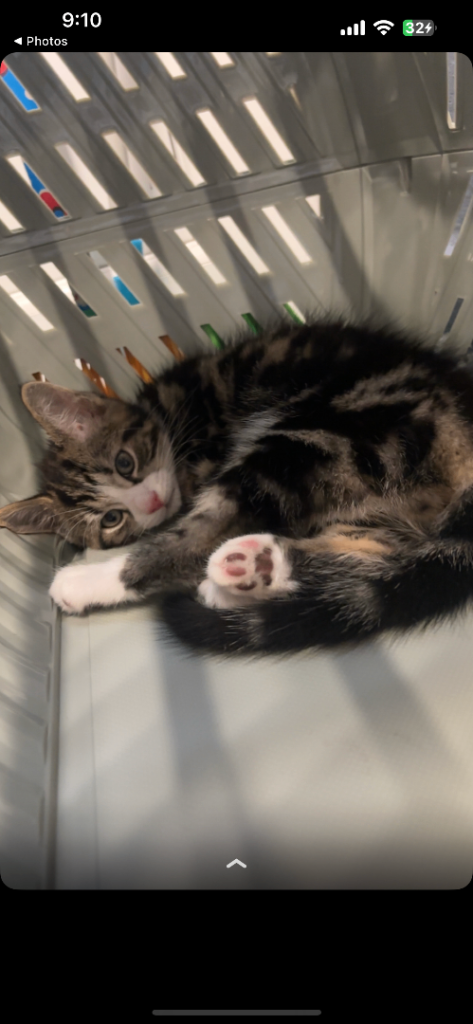 Kitten male tabby