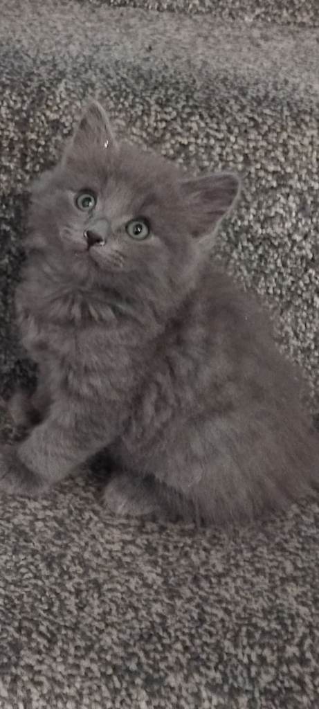 3 fluffy kittens for sale