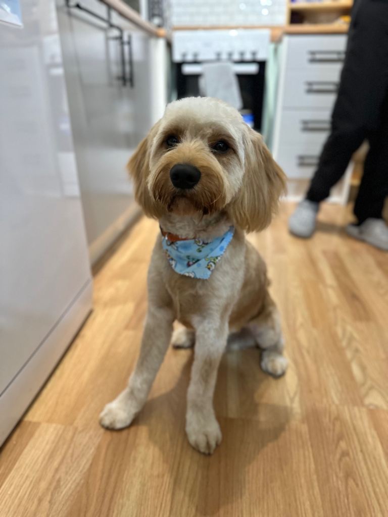 9 months old Cavapoochon