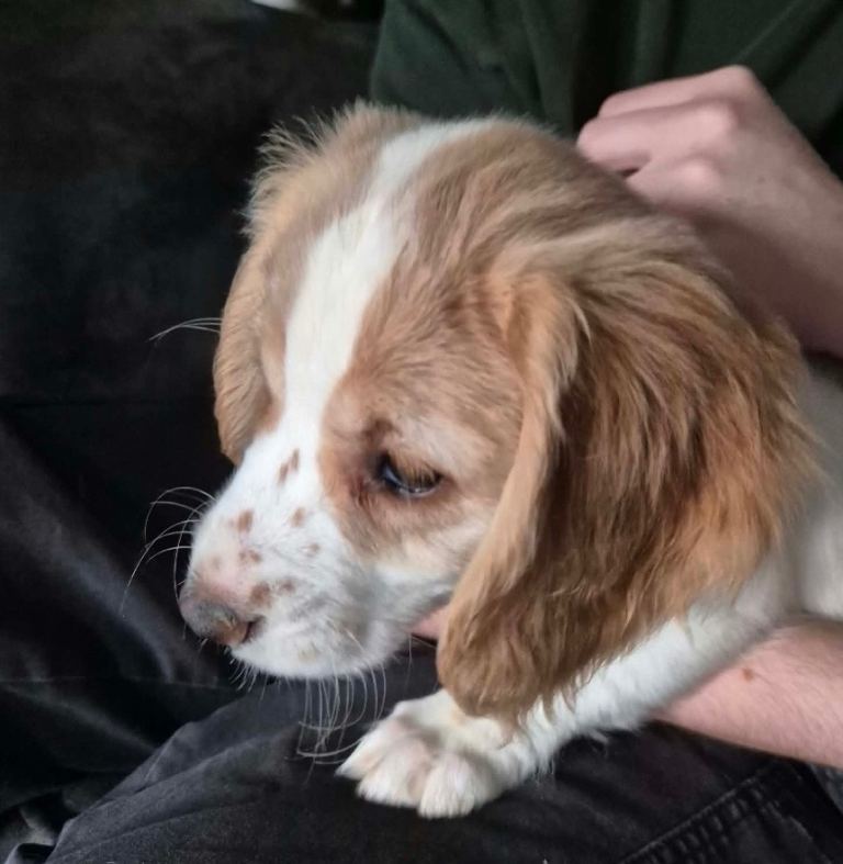 Cocker Spaniel Puppies for Sale