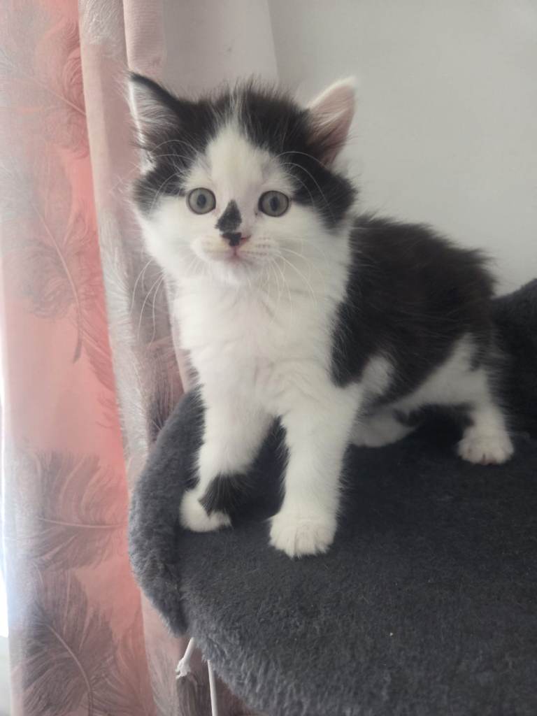 4 X kittens for sale