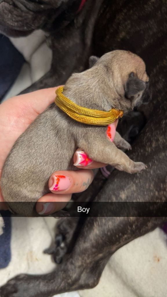 French bulldog puppies 