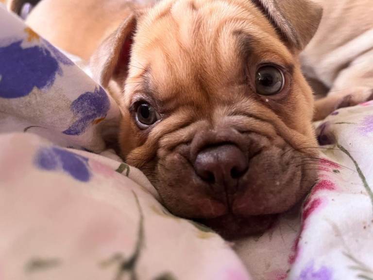 Oripei cross frenchie puppies for sale