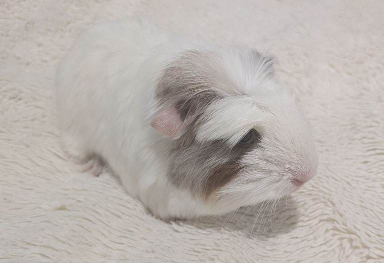 8 wk old baby male & female guinea pigs