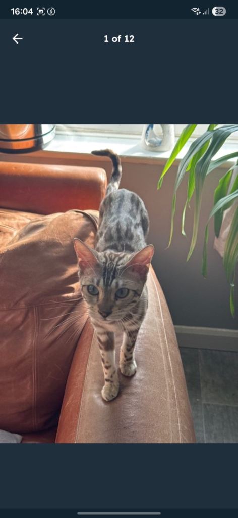 Snow Mink Bengal 