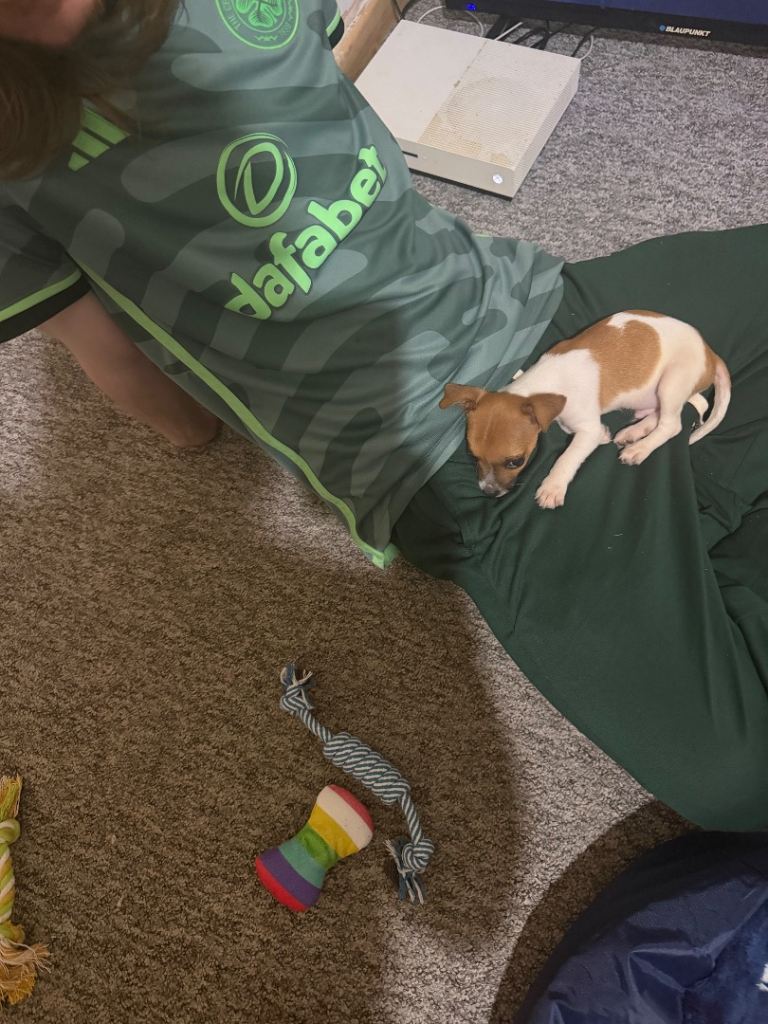 Jack russell