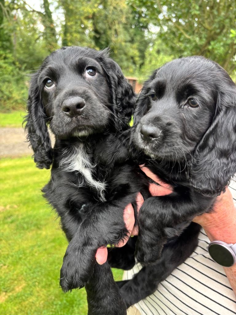 2x Male KC Registered Cocker Spaniel Puppies