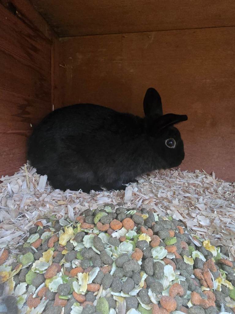 House Trained Bunny