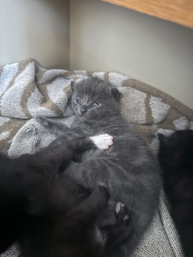 kittens