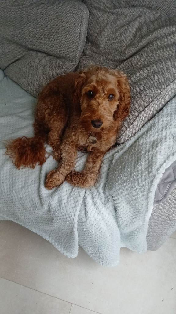 2 year old cavapoo PLEASE READ