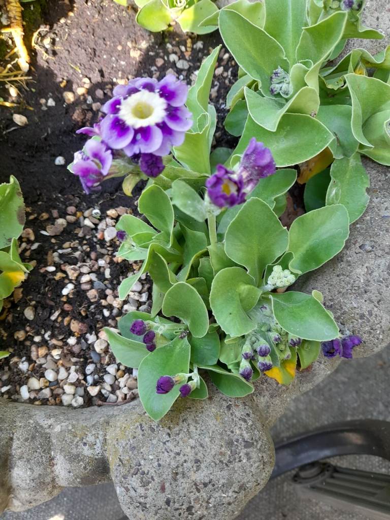 Purple Auricula