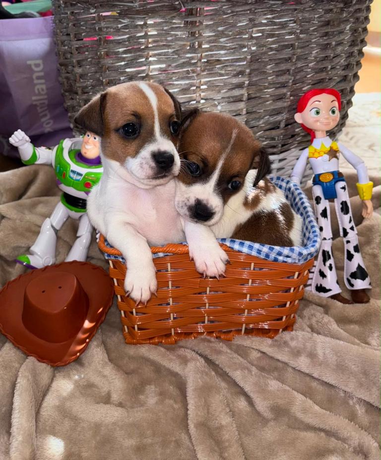 Jack Russel boys 