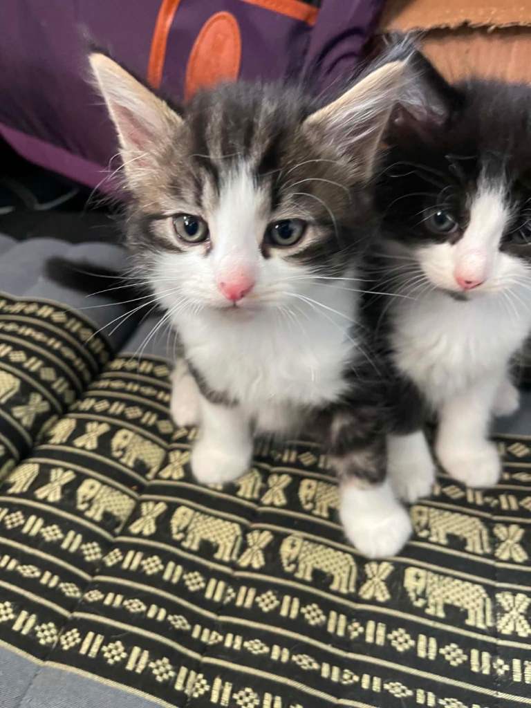 Kittens for sale