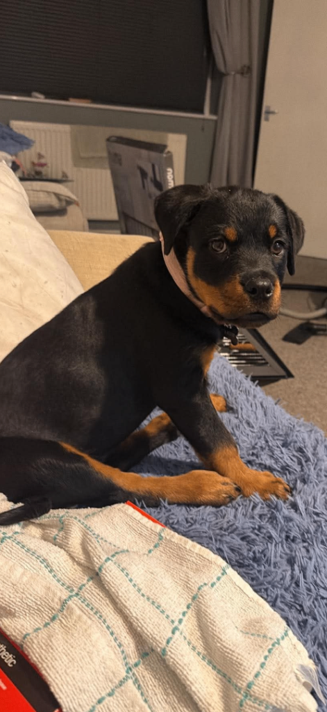 Beautiful 15-week-old Rottweiler puppy seeking a loving home