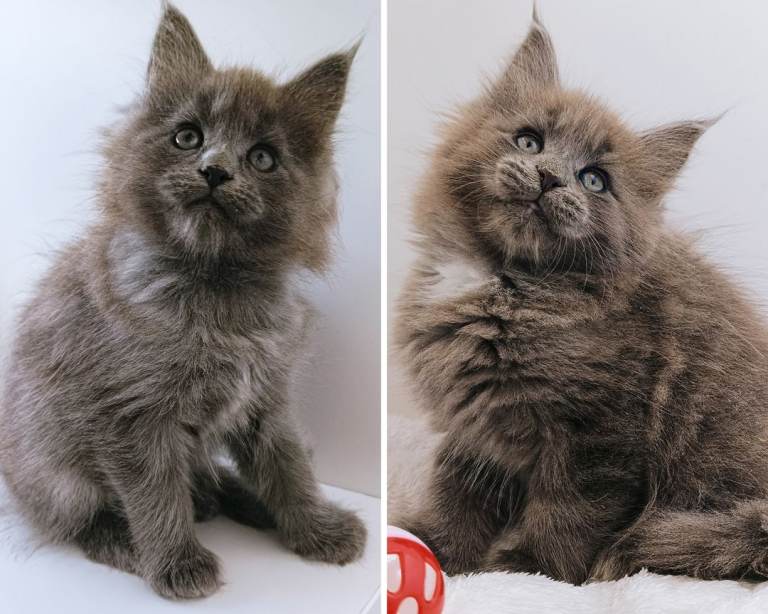 Blue maine coon kittens 